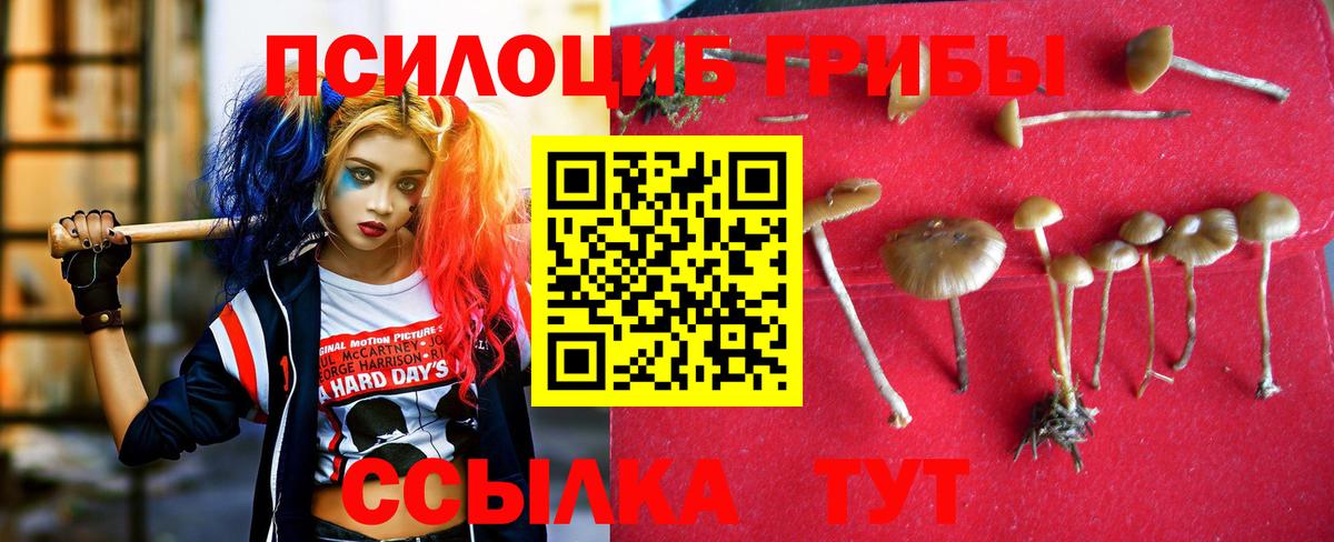 Псилоцибиновые грибы Psilocybine cubensis Великие Луки